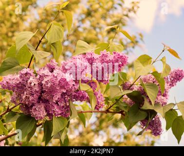 Fiori di lilla ordinaria (Syringa vulgaris latino) rosa pallido Foto Stock