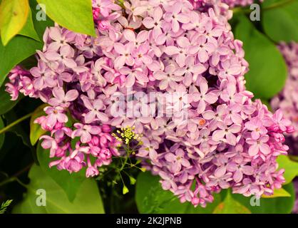 Fiori di lilla ordinaria (Syringa vulgaris latino) rosa pallido Foto Stock