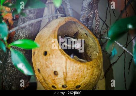 Il bengala Slow loris sneak nel buco è un piccolo animale con peli morbidi, corti, spessi, di colore marrone scuro dalla testa per tutta la schiena quando scioccato per mettere il braccio in faccia Foto Stock