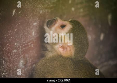 Scoiattolo Monkey è una piccola scimmia. Trovato in Sud America, mangiare alcuni frutti, fiori Foto Stock