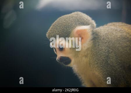 Scoiattolo Monkey è una piccola scimmia. Trovato in Sud America, mangiare alcuni frutti, fiori Foto Stock