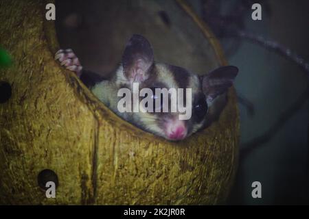 Il bengala Slow loris sneak nel buco è un piccolo animale con peli morbidi, corti, spessi, di colore marrone scuro dalla testa per tutta la schiena quando scioccato per mettere il braccio in faccia Foto Stock