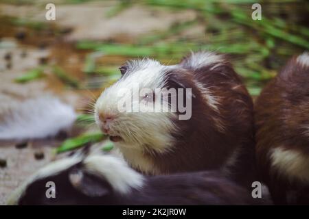 Il maiale di Guinea è un mammifero dalla cuteness, quindi portato come animale domestico Foto Stock