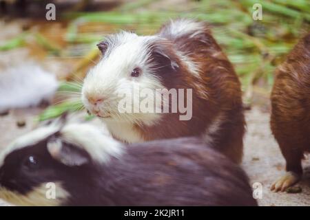 Il maiale di Guinea è un mammifero dalla cuteness, quindi portato come animale domestico Foto Stock