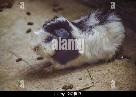 Il maiale di Guinea è un mammifero dalla cuteness, quindi portato come animale domestico Foto Stock