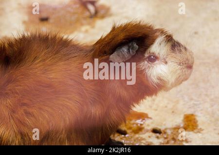 Il maiale di Guinea è un mammifero dalla cuteness, quindi portato come animale domestico Foto Stock