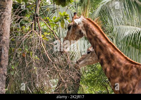 Giraffe nello zoo mangiare le foglie è un animale che è alto, gambe lunghe, collo lungo con 1 paio di corna Foto Stock