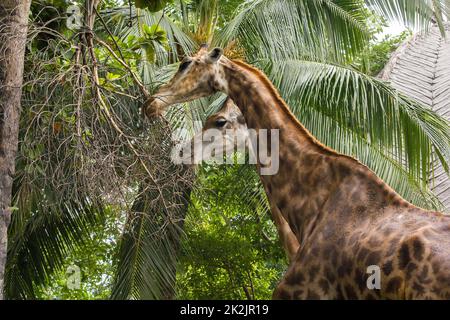 Giraffe nello zoo mangiare le foglie è un animale che è alto, gambe lunghe, collo lungo con 1 paio di corna Foto Stock