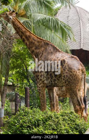 Giraffe nello zoo mangiare le foglie è un animale che è alto, gambe lunghe, collo lungo con 1 paio di corna Foto Stock