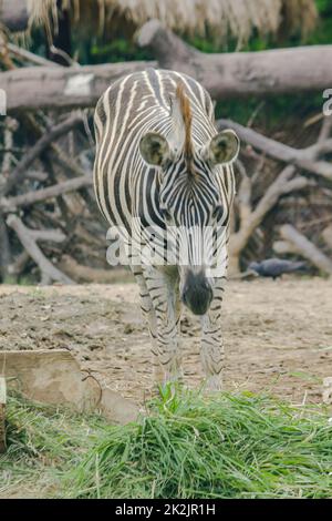 ZEBRA nello zoo mangiare erba. Le zebre sono classificate come mammiferi. Foto Stock