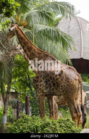 Giraffe nello zoo mangiare le foglie è un animale che è alto, gambe lunghe, collo lungo con 1 paio di corna Foto Stock