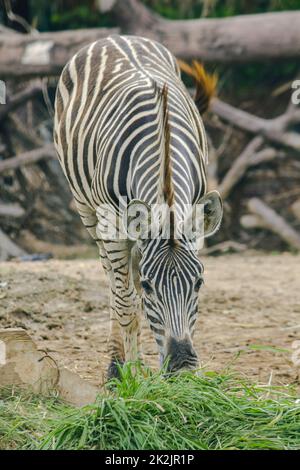 ZEBRA nello zoo mangiare erba. Le zebre sono classificate come mammiferi. Foto Stock