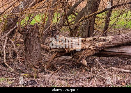 I danni causati dalla tempesta si riflettono in un pezzo di albero tra i campi Foto Stock