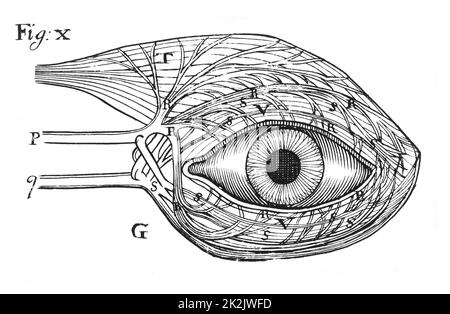 L'idea di Descartes dell'azione 'idraulica' dei nervi (P,q) che credeva fossero cavi, dotati di valvole e forniti di fluido per far funzionare i muscoli. Sono qui che funzionano i muscoli dell'occhio. Da René Descartes 'Opera Philiosophica', Francoforte sul meno, 1692. Taglio di legno Foto Stock