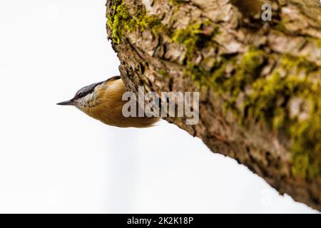 Un nuthatch su un tronco di albero Foto Stock