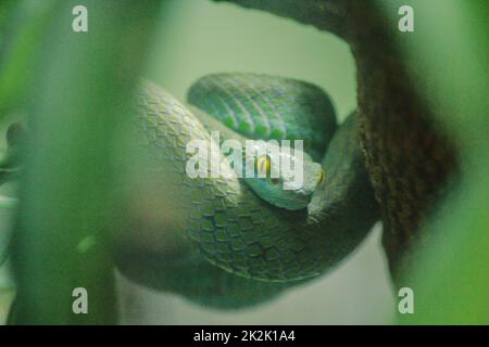 La vipera di buca di mangrovie è un serpente velenoso. Avvelenamento grave e morso veloce Caccia per preda di notte Foto Stock