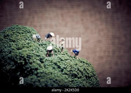 Contadini asiatici in miniatura che raccolgono broccoli Foto Stock