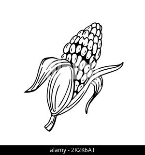 COB corn sottili linee nere su sfondo bianco - Vector Foto Stock