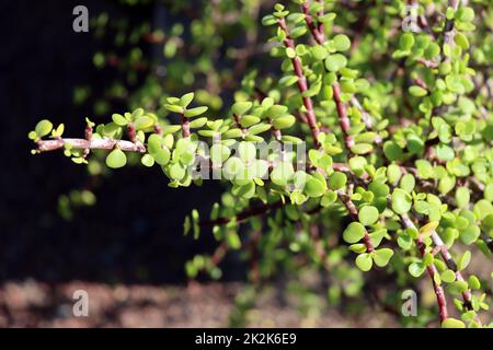 Jadebaum (Portulacaria afra), auch Speckbaum oder Elefantenbaum Foto Stock