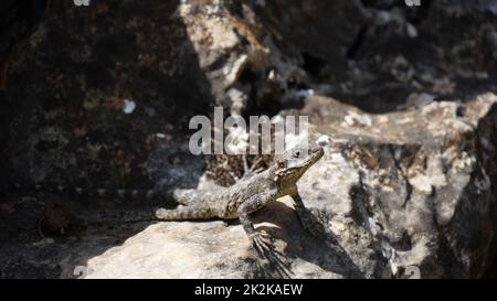 Stellagama sulle rocce in Israele primo piano. Il luminoso illuminato dal sole lucertola sulle pietre Foto Stock