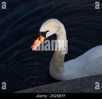 Ritratto di un cigno illuminato dal sole con gocce d'acqua sulle piume e cadere in una fila in acqua Foto Stock