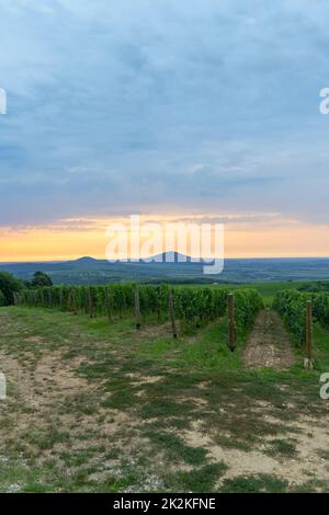 Vigneti vicino a Villany, Baranya, Ungheria meridionale Foto Stock