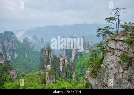 Montagne di Zhangjiajie, Cina Foto Stock