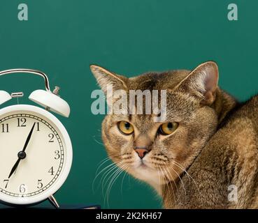 Ritratto di un gatto scozzese grigio diritto adulto Foto Stock