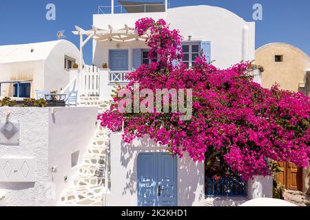 Bouganvillea rossa che si arrampica sulle pareti di una casa imbiancata a Oia, a Santorini Foto Stock