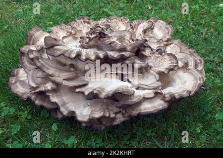 Immagine ravvicinata del fungo gigante a polipo Foto Stock