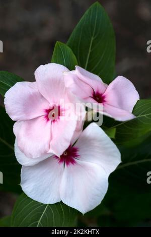 Immagine ravvicinata dei fiori del Madagascar Periwinkle Foto Stock