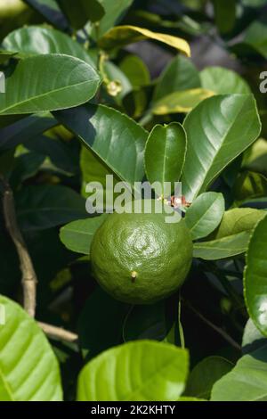 Immagine ravvicinata della meraviglia americana di frutta al limone Foto Stock
