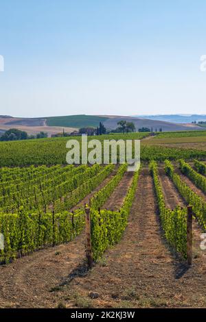 I vigneti più famosi della Toscana vicino a Montalcino in Italia Foto Stock