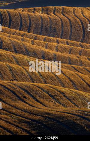 Tipico paesaggio autunnale mattutino toscano, Val D'Orcia, Toscana, Italia Foto Stock