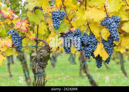 Uve Blu Cabernet Moravia in vigna d'autunno, Moravia meridionale, Repubblica Ceca Foto Stock