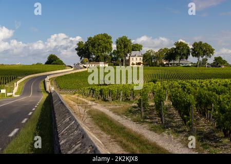 Vigneti tipici vicino Chateau Pichon Longueville Comtesse de Lalande, Bordeaux, Aquitania, Francia Foto Stock