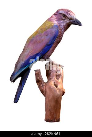 3D rendering European Roller su bianco Foto Stock