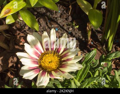 Gazania sul giardino Foto Stock