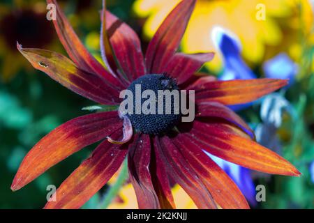 Un rudbeckia in giardino Foto Stock