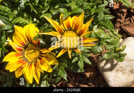 Due Gazanias sul giardino Foto Stock