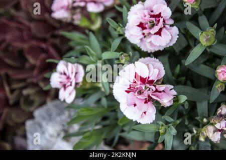 Cariofillus di dianthus bianco con centro rosso Foto Stock