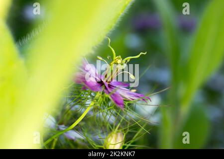 Caraway nero - viola Foto Stock