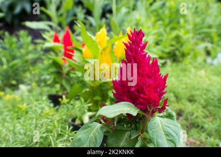 amaranthus viola, giallo e rosso Foto Stock