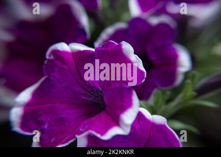 Petunia viola beutiful Foto Stock