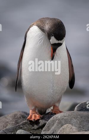 Pinguino Gentoo si erge sul petto di preavvitatura della roccia Foto Stock