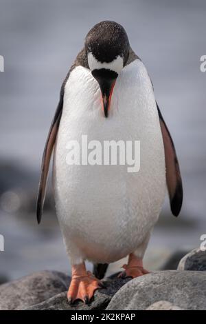 Pinguino Gentoo si erge sul collo di preavvitatura della roccia Foto Stock