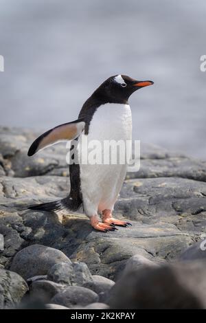 Pinguino Gentoo si erge su rocce di mare Foto Stock