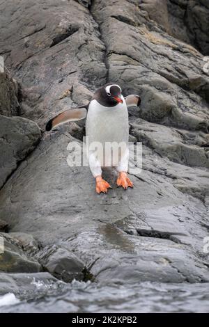 Pinguino Gentoo si erge su rocce che sollevano pinne Foto Stock