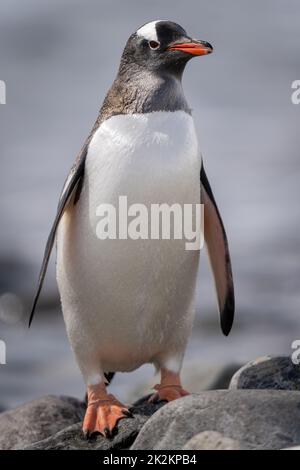 Pinguino Gentoo si erge su una macchina fotografica per gli occhi di rocce Foto Stock