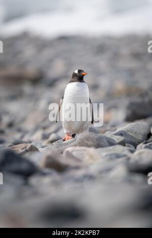 Pinguino Gentoo si erge su una macchina fotografica per guardare le rocce Foto Stock